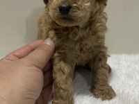 Irk garantili tam toy poodle yavrular dişi erkek