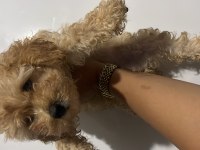 Erkek Maltipoo Bebeğimiz