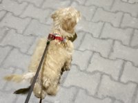 Ücretli sahiplendirme poodle