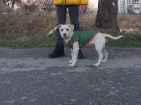 Jack russell 9 aylık neşeli çocuk dostu oyuncu
