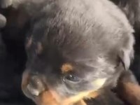 Rottweiler bebeeklerimiz sağlık garantilidir