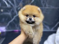 Pomeranian yavrular