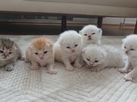 SEÇERELİ BABANIN TOMBİK BEBEK KEDİLERİ