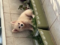 3.5 aylık dişi oyuncu ve zeki pomerian boo