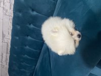 Pomeranian boo