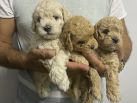 Irk garantili orjinal tam toy poodle erkek