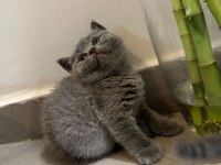 2.5 aylık scottish fold yavrular