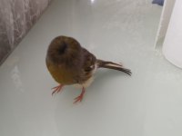 Sahibinden güzel sesli öten kanarya