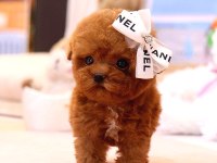 RED BROWN TOY POODLE BEBEKLERİM