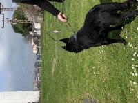 Nadir Olanlardan Siyah Kurt Köpeği (Erkek)