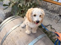7 aylık maltipoo yavru