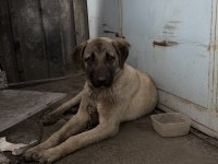 Kangal kırması köpeğimiz