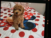 Köpeğimiz Kuki Sahiplendiriyoruz