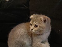 safkan scottish fold