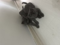 Yavru 4 Aylık british shorthair ücretsiz