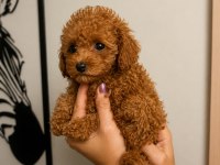 Toy Poodle Yavru Erkek Ve Dişi Yavrular Ücretsiz Teslimat