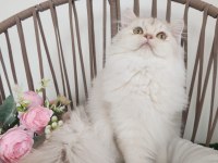Safkan British Longhair Silver Karşınızda
