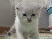 Sevimli dostlar scottish fold