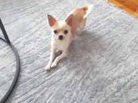 Teacup Chihuahua