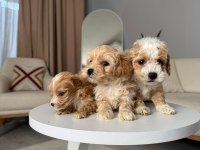 Maltipoo Adrese Teslim, Kapıda Ödeme Yapabilirsiniz
