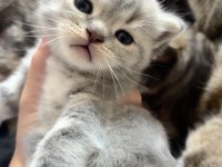 Dişi Scottish Fold x American Shorthair Melezi Yavru