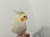 Full evcil sultan papağanı