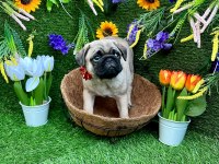 ORJİNAL PUG YAVRULAR AİLELERİNİ BEKLİYOR