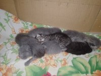 Scottish Fold Anne ve 6 Yavru – Toplu (20 Günlük)