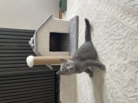Eğitimli Tuvalet Alışkanlığı Olan British Shorthair