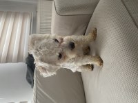 Uygun puana 1 yaşında maltipoo dişi