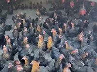 Genç Yumurtlar durumda Atkas Lohman Köy Tavukları