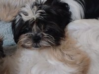 Shih tzu hipoalerjik