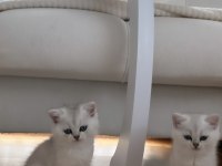 Yavru 2 aylık kedim chinchilla