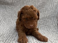 Küçük yakışıklı köpeğimiz