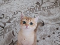 Golden cat british shorthair