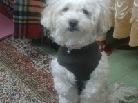 Maltipoo cinsi 5 yaşında dişi