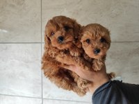 Toy poodle yavrular