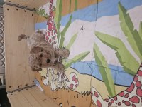 40 günlük dişi maltipoo