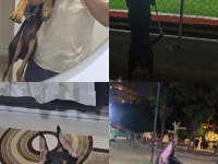 Yavru doberman köpeği