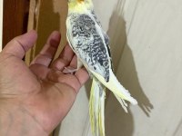 57 GÜNLÜK KUSURSUZ PİED SULTAN BEBEK