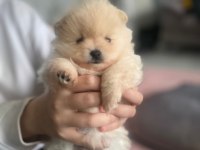Ankara pomeranian yavrular