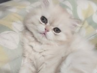 Dişi yavru chinchilla kedimiz