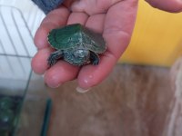 Kırmızı yanak su kaplumbağası