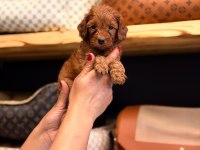 Toy poodle ayarında maltipoo