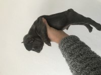French bulldog yavrularımız yeni evleri için müsait