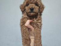 Toy poodle yavrular