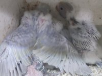 Muhabbet takım sahiplendirilecek