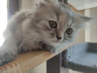 Yavru cins british longhair uygun puanlı