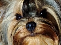Mini Erkek Yavru Yorkshire Terrier