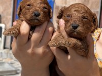 Kore poodle çok sevimli yavrular 